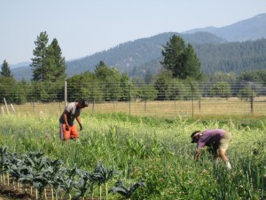 Joseph and Karl harvesting